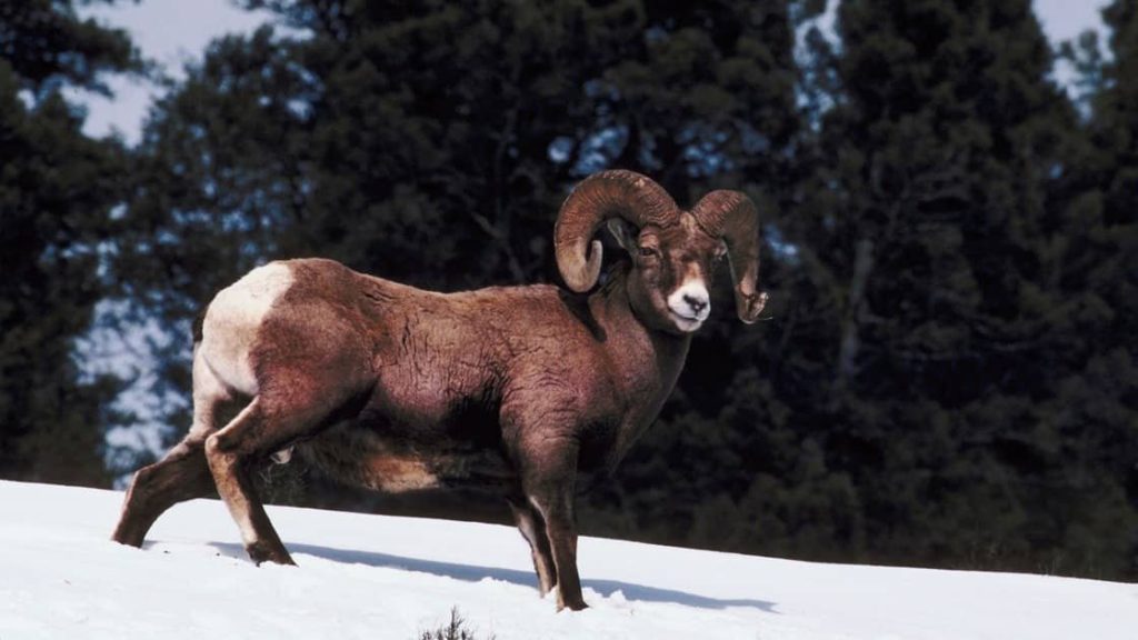 Ram in the snow Guides